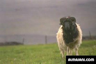صور وخلفيات خرفان العيد وكاريكاتير متنوعة 2026