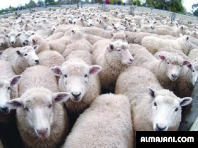 صور وخلفيات خرفان العيد وكاريكاتير متنوعة 2026